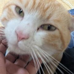 猫推定1歳
