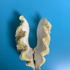 シャコ貝(両面)置物 約20cmの画像