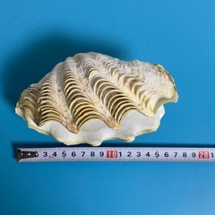 シャコ貝(両面)置物 約20cmの画像