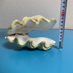 シャコ貝(両面)置物 約20cmの画像