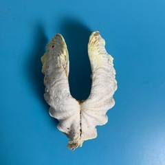 シャコ貝(両面)置物 約20cmの画像