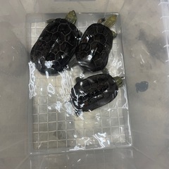 亀三匹を引き取っていただきたいです