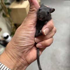 カラージャービル①  ♂2匹ペア