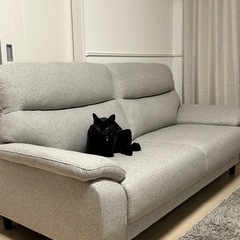 ニトリ ソファーの画像