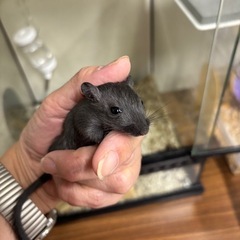 カラージャービル② ♀2匹ペア