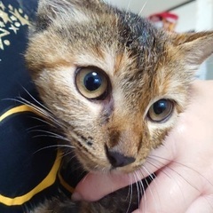 キジトラ　麦わら　子猫　抱っこできます