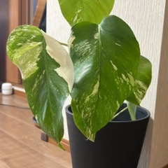 観葉植物セットの画像