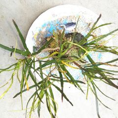 クロトン（リュウノヒゲ）の画像