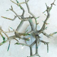 枯れ木のオブジェー４の画像
