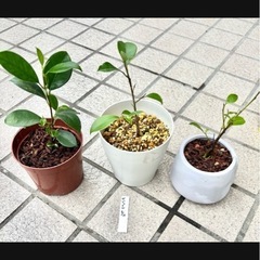 ガジュマル 挿し木 1年以上経過の画像