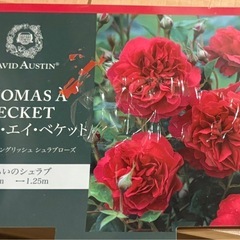 バラ苗　トーマスエイベケット　ER 大苗の画像
