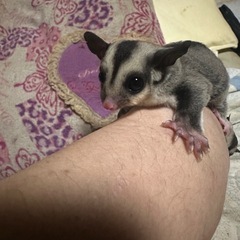 【ノーマル決まりました】フクロモモンガ