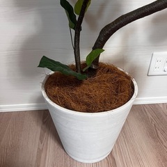 観葉植物　フェイクグリーンの画像