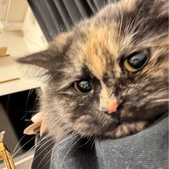 ラガマフィン - 枚方市