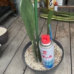 ウチワサボテン　バーバンク種① 2株セットの画像