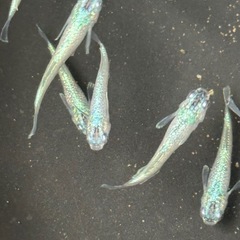 メダカ　ゴブリンの画像