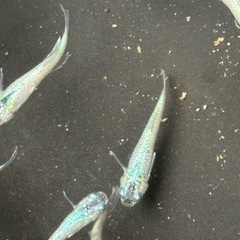 メダカ　ゴブリンの画像