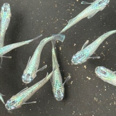 メダカ　ゴブリンの画像