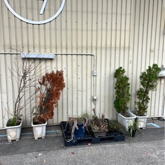 無料！！新座市！！植木の画像