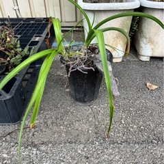 無料！！新座市！！植木の画像