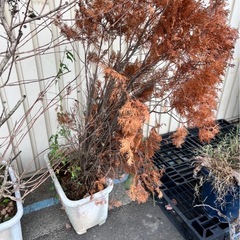 無料！！新座市！！植木の画像