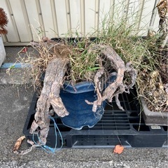 無料！！新座市！！植木の画像
