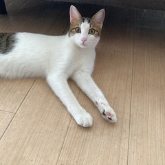 生後約一年の白ベースのきじねこちゃん