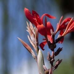 カンナの花の球根の画像