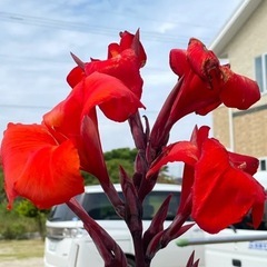 カンナの花の球根の画像