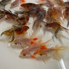 キャリコ出目金♪キャリコ琉金・黒出目金・☆平賀養魚場☆500円~1500円にて販売・白と赤の琉金500円の画像