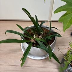 観葉植物3点まとめての画像