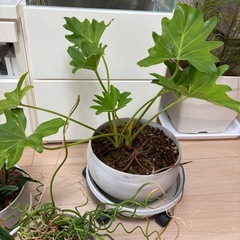 観葉植物3点まとめての画像