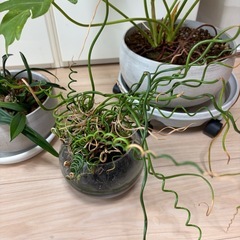 観葉植物3点まとめての画像