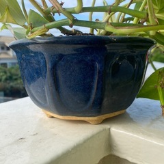 観葉植物　ポトスの画像