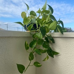 観葉植物　ポトスの画像