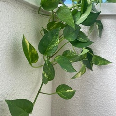 観葉植物　ポトスの画像