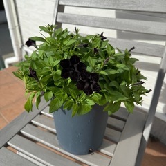 ペチュニア🌸ブラックベルベット＊上品でシックな黒花の鉢植え（寄せ植えにも）の画像