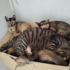 保護猫ちゃんのために