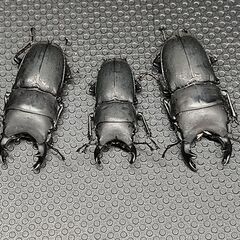 Metadorcus  rotundatus  ♂16㎜ 【使用済み】の画像