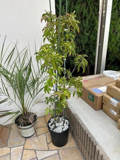 常緑ヤマボウシ月光