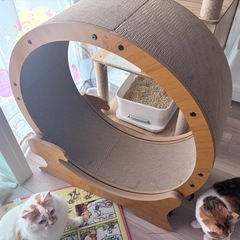 キャットホイール 爪とぎ
の画像