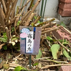 紫陽花の苗(霧島の恵)の画像