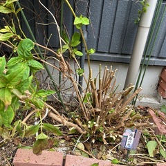紫陽花の苗(霧島の恵)の画像