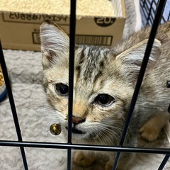 保護した子猫