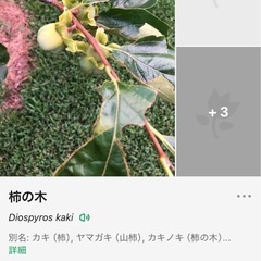 渋柿の苗木　高さ3mの画像
