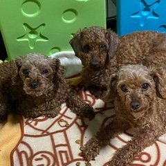 保護犬_預かり保育ボランティア活動にご支援をm(_ _)m