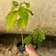 アボカド苗の画像