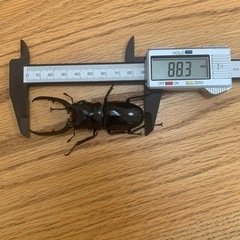 コンフキウスノコギリクワガタペア　その3の画像