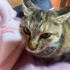 迷い猫の春ちゃん　里親募集！