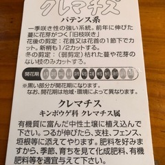 クレマチス　リトルマーメイド　3年目大株の画像